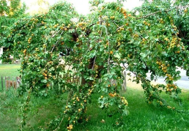 Деревья черешня абрикос алыча сад
