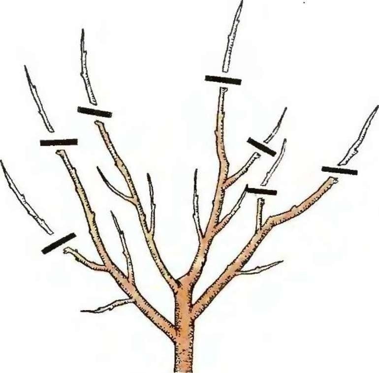 Обрезка плодовых деревьев айвы