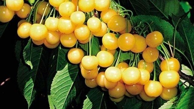Черешня Дрогана Желтая: выращивание сорта, описание, опылители