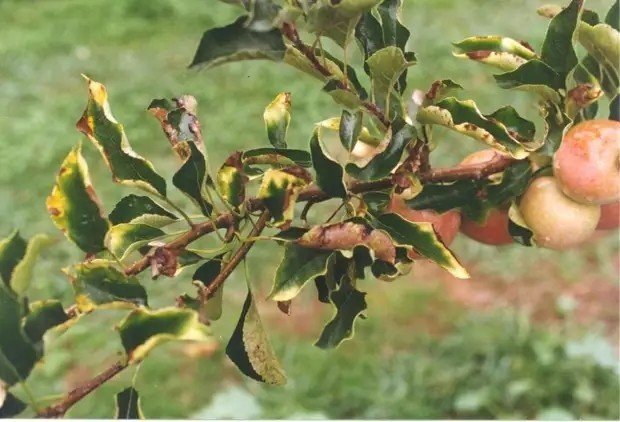 Монилиоз яблони листья