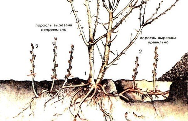 Облепиха размножается корневыми отпрысками