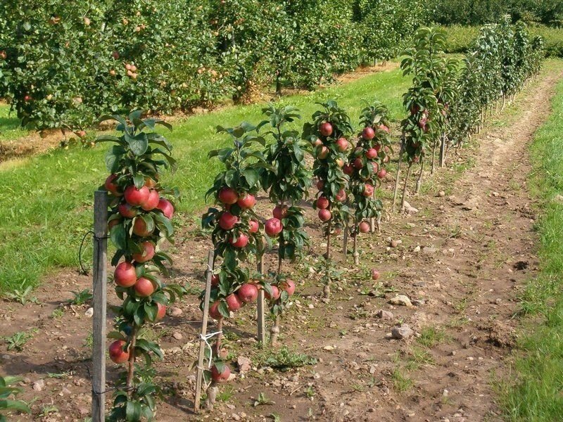Колоновидная яблоня в огороде
