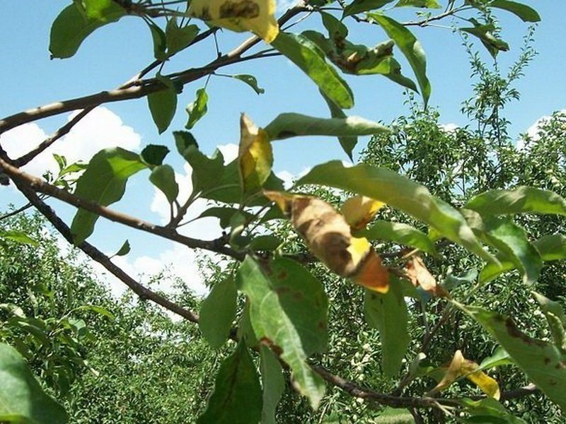 Миндаль плодовый дерево