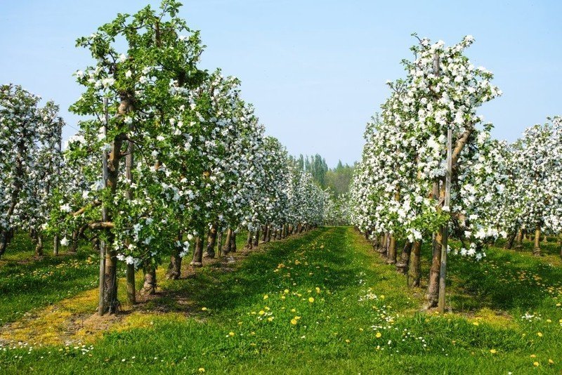 Яблоневый сад во владимире