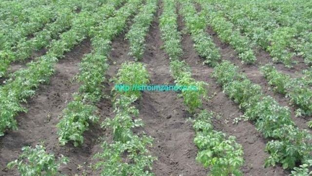 Устройство и применение мотоблока выращивания и ухода за картофелем