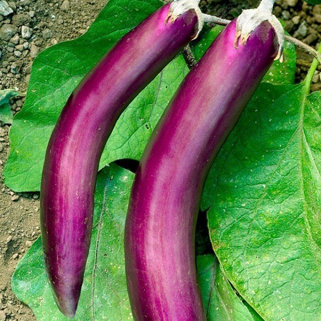 Баклажан длинный фиолетовый