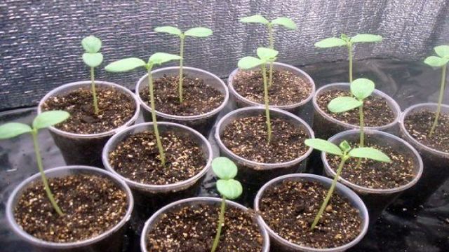 Как выращивать дыню в теплице в Подмосковье