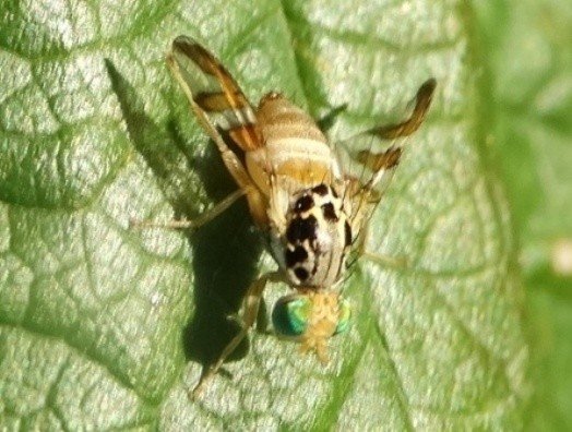 Дынная муха myiopardalis pardalina