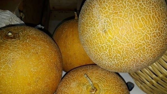Раннеспелая желтая дыня «Сказка F1»: выращивание и уход, нюансы выбора при покупке спелых плодов