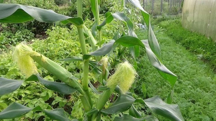 Кукуруза лечебное растение