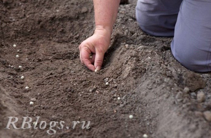 Подготовка почвы под посев гороха