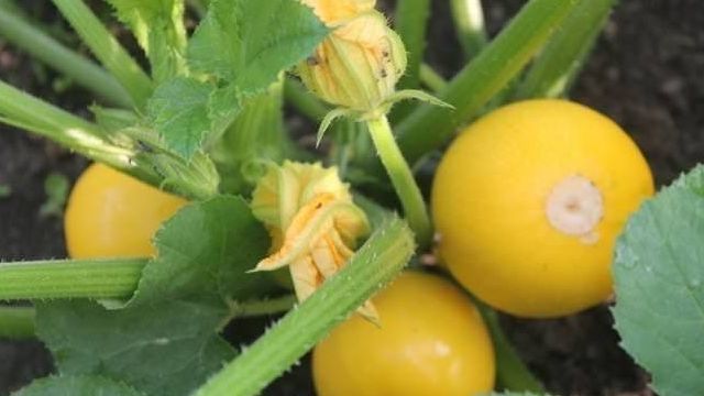 Кабачок «Апельсинка»: характеристика сорта и рекомендации по выращиванию