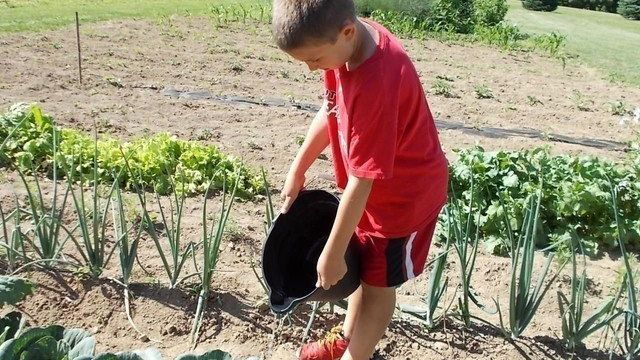 Как вырастить капусту позднюю
