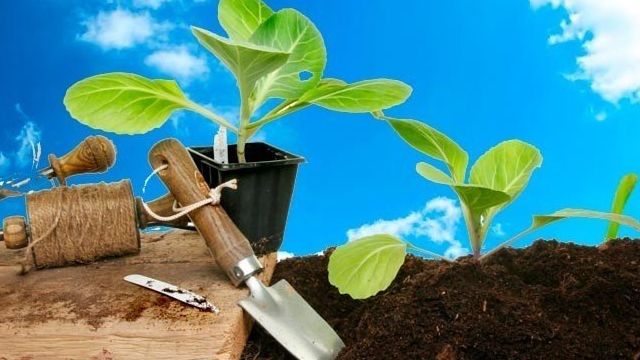 Выращивание качественной рассады капусты в домшних условиях