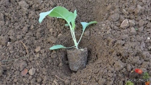 Выращивание капусты, борьба с болезнями и вредителями