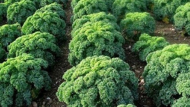Выращивание капусты Кале и ее полезные свойства