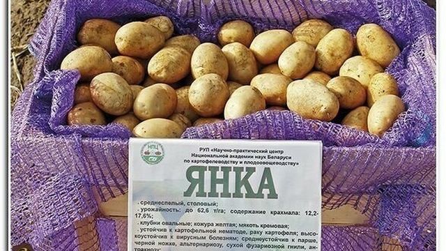 Белорусская красавица — описание вкусного и урожайного сорта картофеля «Янка»