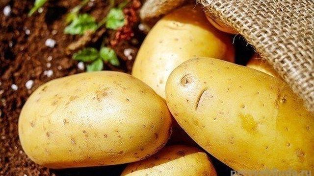 Картофель молодой отварной: полезные свойства, калорийность