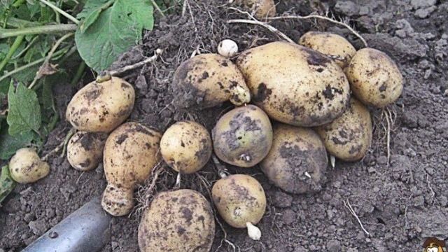 Картофель Санте: описание и характеристика сорта, особенности выращивания
