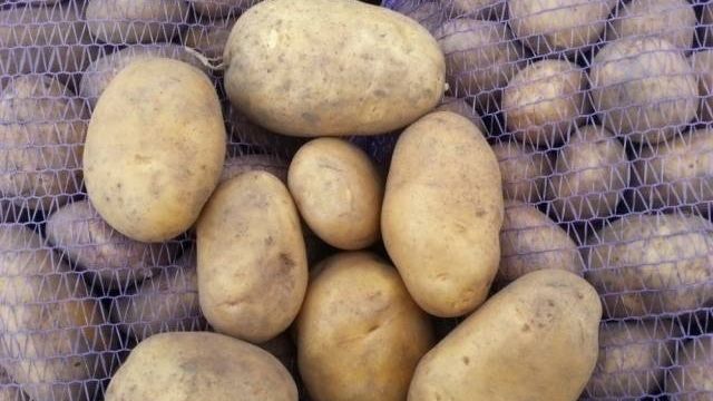 Среднеранний сорт картофеля «Бриз» от белорусских селекционеров
