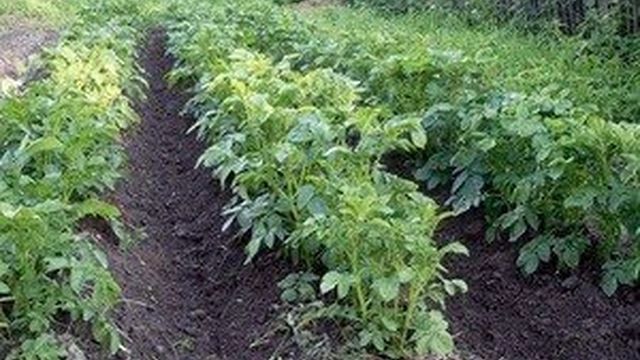 Тулеевский картофель: особенности сорта и характеристика