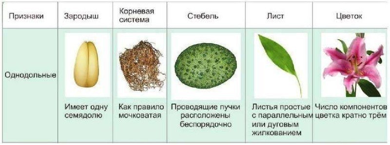 Семейства однодольных растений и двудольных растений