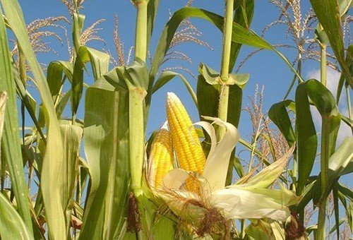Фалькон гибрид кукурузы