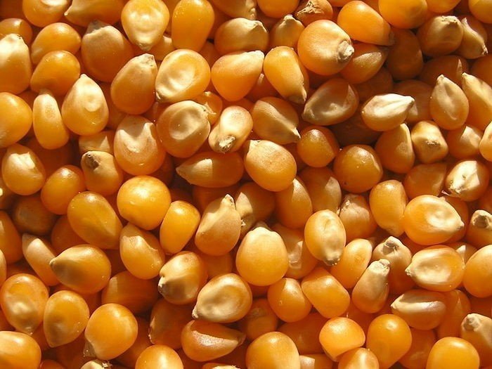 Кукуруза зерно фуражное