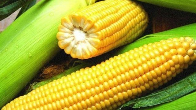 Кукуруза — домашний любимец с ярким вкусом и оригинальным внешним видом