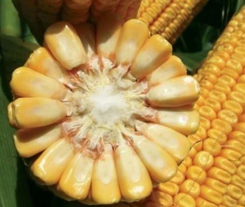 Зубовидная кукуруза