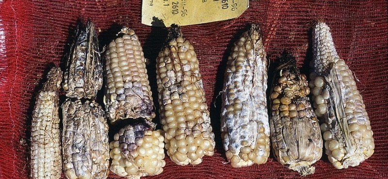 Фузариоз початков кукурузы