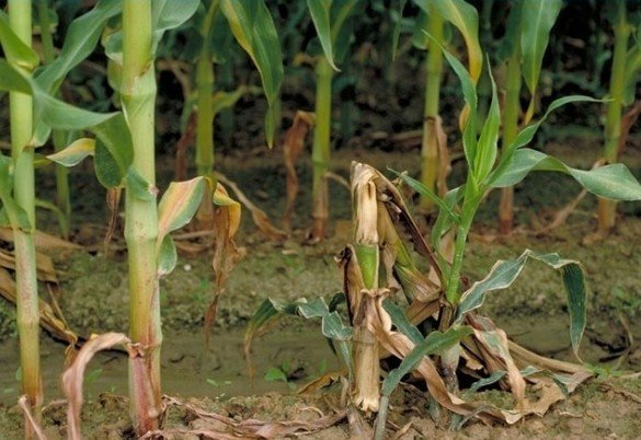Стеблевая гниль кукурузы