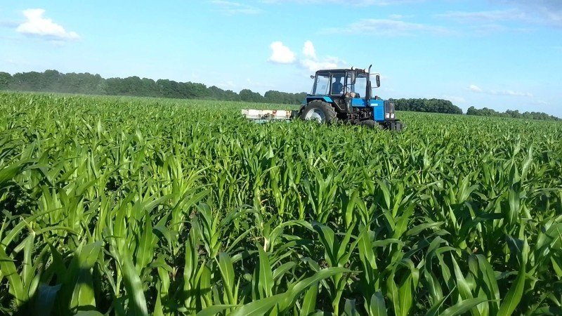Технология возделывания кукурузы на зерно