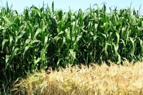 Севооборот подсолнечник кукуруза