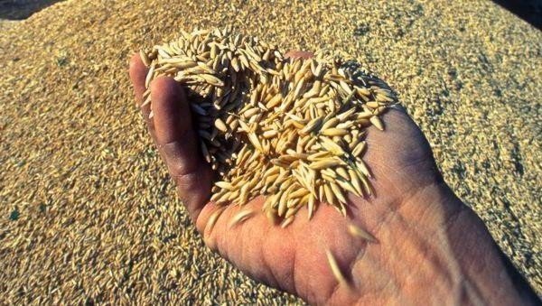 Подготовка семян к посеву яровой пшеницы