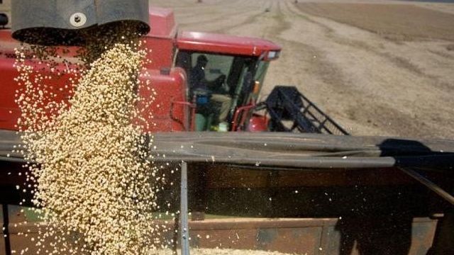 Уборка зерновых культур: способы, сроки и техника