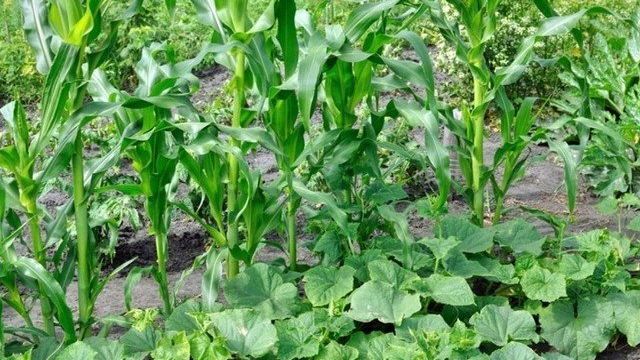 Выращивание огурцов с кукурузой на одной грядке