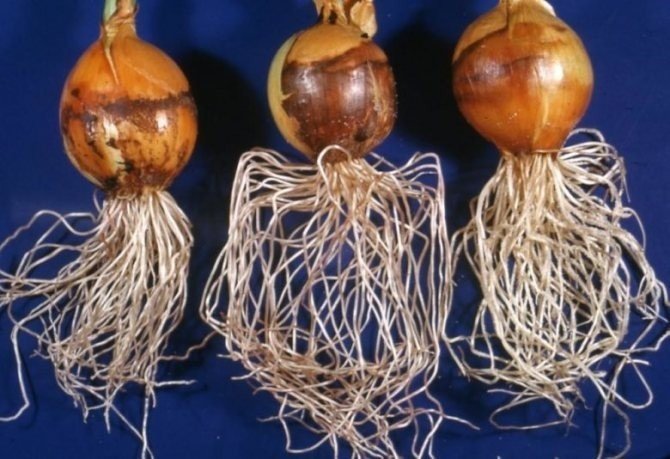 Мочковатая корневая система лук
