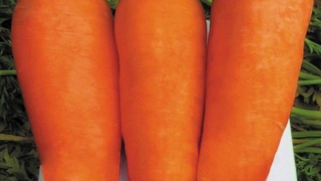 Чем характеризуется морковь Болтекс