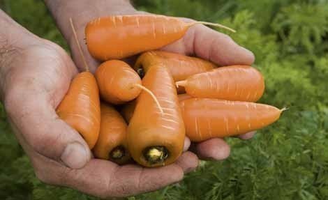 Сорт моркови каракас