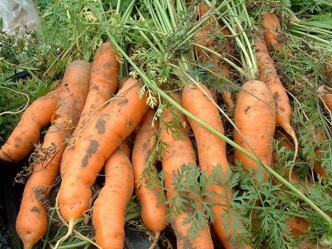 Морковь под зиму: посадка, сорта