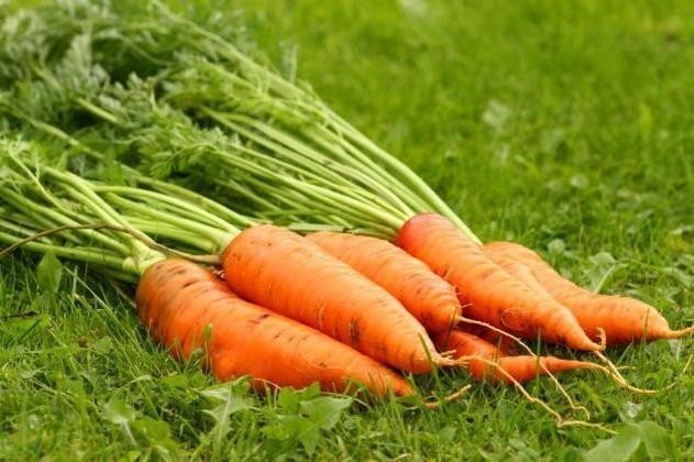 Морковь сорт нантская
