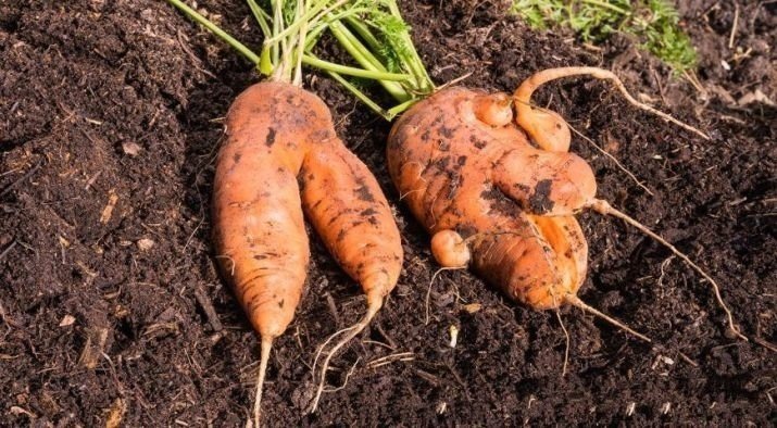 Морковь для любой почвы