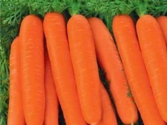 Морковь самсон семена
