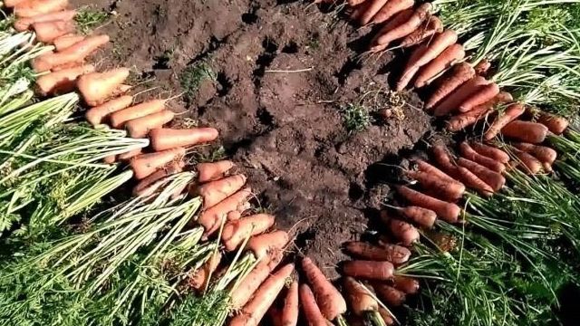 Отличительные черты сорта моркови «Самсон»