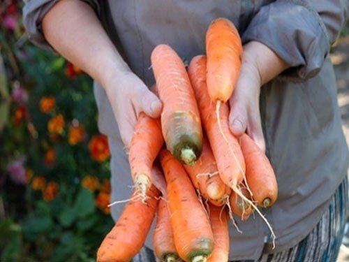 Посадка моркови осенью под зиму и весной