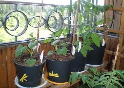 Огурцы на балконе выращивание пошагово