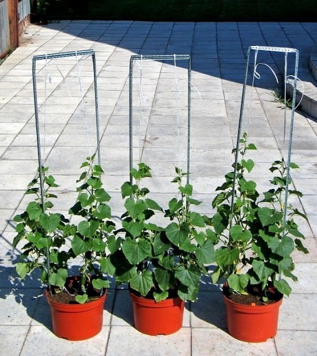 Выращивание огурцов на балконе
