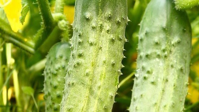 Огурцы корнишоны — сорта для посадки в теплицу и открытый грунт