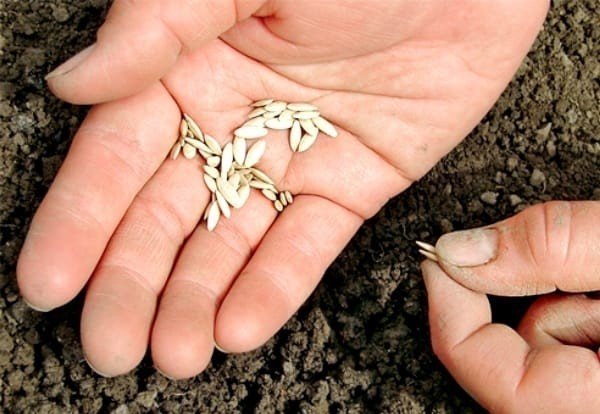 Посев огурцов в открытый грунт семенами